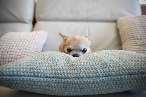 What's the Best Way to Introduce a New Diet to a Finicky Eater Like a Chihuahua?