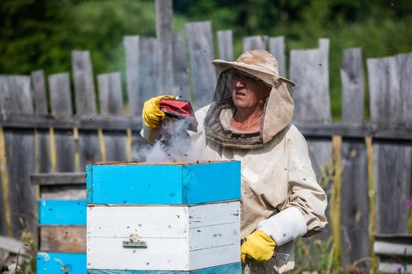 How Does Urban Beekeeping Contribute to Environmental Health and Stress Reduction?